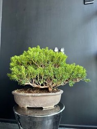 日本🇯🇵一位Taxus Cuspidata   ｜植物 盆景 盆栽 bonsai 真柏 五葉松