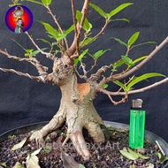 Bonsai loa bogel berkarakter Berkualitas