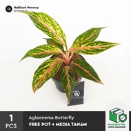 Aglaonema butterfly - Tanaman hias / bibit tanaman aglonema