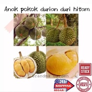 (GG real plant) anak Pokok durian duri hitam  cpt berbuah hybrid top quality Pokok durian Kebun bunga sedap fruits buah