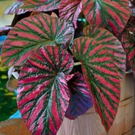 Tanaman Hias Begonia Rex Wallet