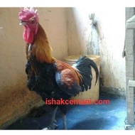 Sepasang Ayam Pelung Gagah Body Jumbo Kwalitas Super