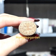 [Over 1.5cm] PSEUDOTRUNCATELLA ivory white lithop lotus