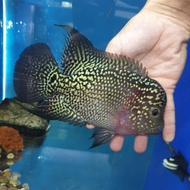 Flowerhorn kamfa 5inch