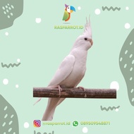 Falk / Cockatiel / Parkit Australia / Albino MM