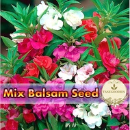 30pcs Seed Biji Benih Pokok Bunga Keembong Mix Color Balsam Flower 凤仙花种子