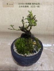 DD002 微景觀 日本長壽梅盆栽 (紅花一號)  -（連盆）