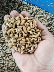 maggot hidup 1kg grade A+ umur 14-18 hari