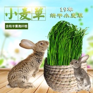 18 Drying wheat Grass rabbit dragon Cat Dutch pig forage wheat seedling hay net 500 grams nationwide