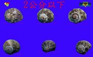 【寶物石坊】貝殼065~珠螺~沒有經過加工處理~寄居蟹替換殼~魚缸造景~室內擺設~diy材料包＃公仔 funko pop