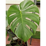 BIG MONSTERA DELICIOSA INC WHITE VASE