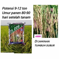 Benih Padi CL 220 postur tanaman pendek bibit padi