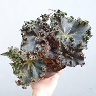 Tanaman begonia daun duri / begonia brazil / begonia brajil