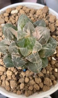 秋忌玉露錦(多肉植物，塊根植物，球根植物，龍舌蘭，大型多肉植物，仙人掌，仙人球，仙人頭，石化，綴，菊水，海鮮，草球，牡丹，玉露，室內外，戶外，夠光)