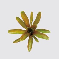 │ 方盆系列 │ 積水鳳梨 - 水耕盆栽 陶瓷盆器 風水招財