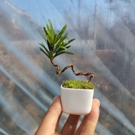 Podocarpus Macrophyllus Mini Pot Plant Modeling Miniature Bonsai Pine Sapling Old Pile Indoor Sapling Flower Garden Gree