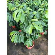 Soursop (0.5-0.8m height) real live plant free 0.5kg fertilizer and free 3kg soil