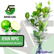  Bibit Tanaman Buah Jeruk Nipis Bibit Jeruk Nipis Jeruk Pecel