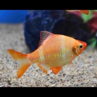 Albino tiger barb fish / Live Fish / Aquarium / Aquascape / ikan hidup / 虎皮鱼