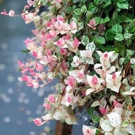 Wholesale Flower Foliage Foliage Seeds Gold Foliage Seeds Cold-Resistant Heat-Resistant Four Seasons