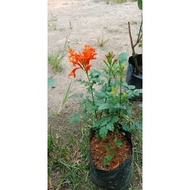 pokok bunga tecoma ria atau tecoma capensis