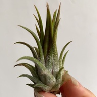 Air Plant Tillandsia Ionantha Fuego