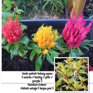 Anak pokok balung ayam ( warna random ) tanpa pot / polybag