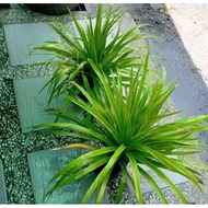 DRACAENA | live plant polybag indoor outdoor marginata draco | Pokok hidup