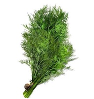 HERBS DILL INTENSIVE FRAGRANT plant SEED-Anethum Graveolens
