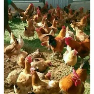 telur fertil ayam merawang. harga per 10 butur telur