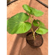 Pot of guava tree (leaf-eating guava)