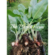 Anak benih pisang nipah/Abu/Kebatu（Large size)