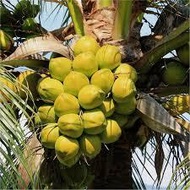 Combo of 3 green Siamese coconut trees