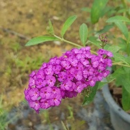 [ REAL LIVE ] ANAK BENIH POKOK BUNGA PURPLE BUTTERFLY BUSH