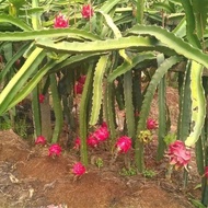 Ready Stock Quick Shipment Dragon Fruit Seeds Red Skin Dragon Fruit Seeds Fruit Seeds Green Dragon F