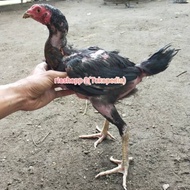 anak ayam bangkok super mewah istimewa