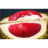 benih durian merah hibryda kawin original Kalimantan sabah Sarawak