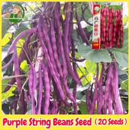 Fresh Organic Purple String Beans Seeds 20pcs 秋紫豆种子 紫四季豆 Dwarf French Bean Seed Early Ripening Purpl