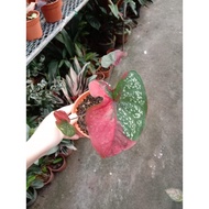 Caladium Red Beret Keladi Cat Tumpah 彩叶芋 Pot Live Plant Pokok Hiasan Thai Hybrid 彩芋 钟无艳幼树 Hidup