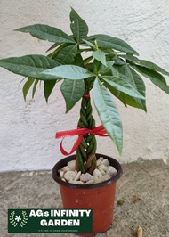 Money tree - BRAIDED live Plant with FREE plastic pot ( Indoor and outdoor Plant  real Plant ) Plant