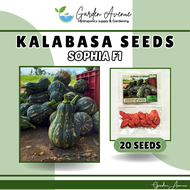 SOPHIA F1 SEEDS (20 SEEDS) - FOR PLANTING/KALABASA VARIETY