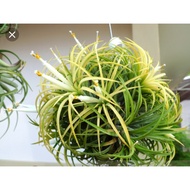 Airplant - Tillandsia Ionantha Druid