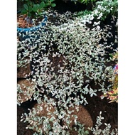 Variegated African Talisay Seed 50 Seed