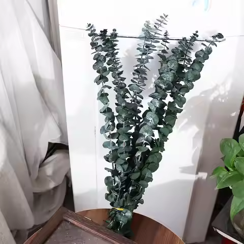 10 Pcs Real Leaves Hanging Dried Eucalyptus 22 inch Large Preserved Eucalyptus Stems Made From Fresh