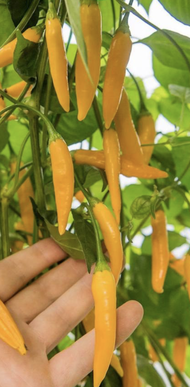 Anak Pokok Cili Aji Habanero Chilli Baby Tree