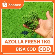 Azolla Fresh 1kg Quality for Animal Feed –