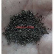 ◲ ㍿ ✢ Pansit pansitan seeds (approx 100 seeds)