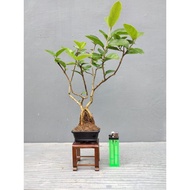 Bonsai material mame Sancang program.