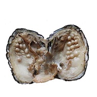 Cultured Pearls in Oysters,Cultured Freshwater Pearl Oysters with Pearls Inside Big Oyster Pearls in