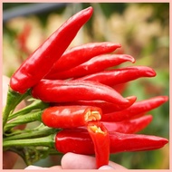 ⛮ Siling Labuyo 300 Seeds for Planting Fresh Organic Red Hot Pepper Seeds Bonsai Siling Labuyo Seed